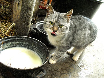 Voedwel, natuurlijk voedingsadvies, poes drinkt melk